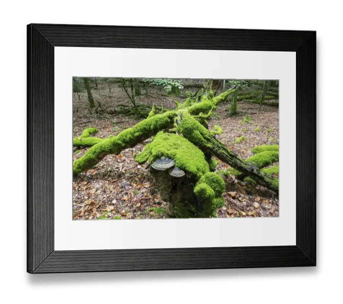 Framed Print : Dead copper beech (Fagus sylvatica) overgrown with moss and fungi
