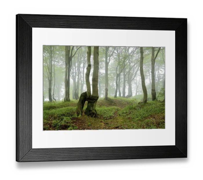 Framed Print : Near-natural Beeches forest (Fagus) with overgrown trees