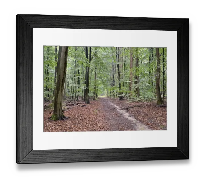 Framed Print : Hiking trail leads through a mixed forest Framed Print : Hiking trail leads through a mixed forest