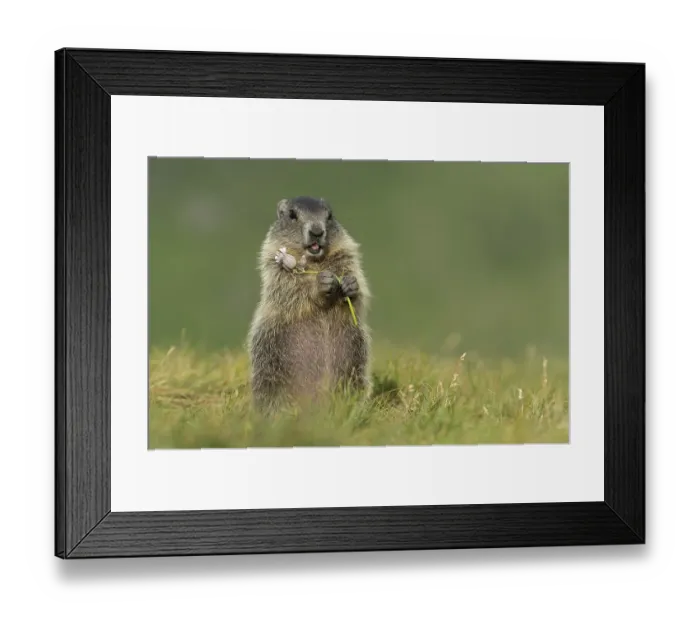 Framed Print : Young marmot (Marmota marmota) in the Alps Framed Print : Young marmot (Marmota marmota) in the Alps