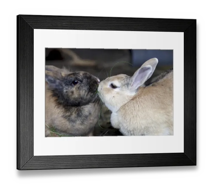 Framed Print : Domestic rabbit (Oryctolagus cuniculus forma domestica)