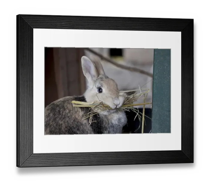 Framed Print : Close-up, domestic rabbit (Oryctolagus cuniculus forma domestica) Framed Print : Close-up, domestic rabbit (Oryctolagus cuniculus forma domestica)