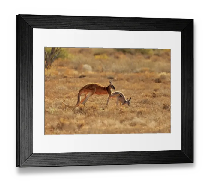 Framed Print : Red kangaroo (Macropus rufus), adult pair courtship Framed Print : Red kangaroo (Macropus rufus), adult pair courtship