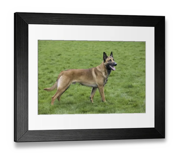 Framed Print : Belgian Shepherd Dog (Canis lupus familiaris)
