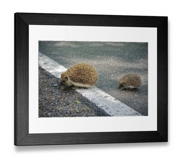 Framed Print : Northern white-breasted hedgehog (Erinaceus roumanicus) with baby hedgehog crossing a road Framed Print : Northern white-breasted hedgehog (Erinaceus roumanicus) with baby hedgehog crossing a road