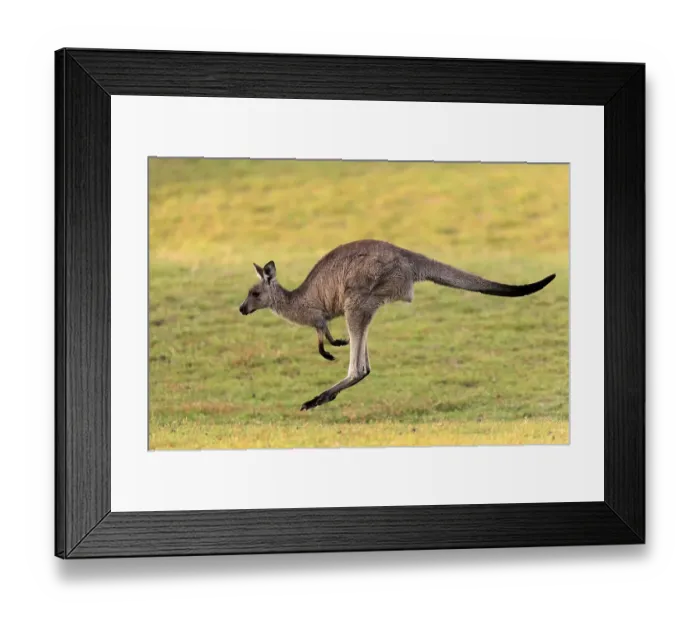 Framed Print : Eastern grey kangaroo (Macropus giganteus) Framed Print : Eastern grey kangaroo (Macropus giganteus)