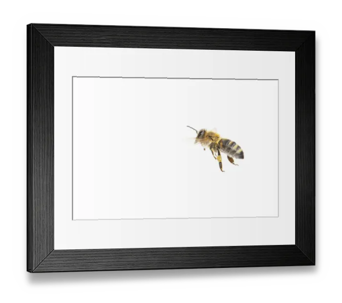 Framed Print : Honey bee (Apis mellifera), insect