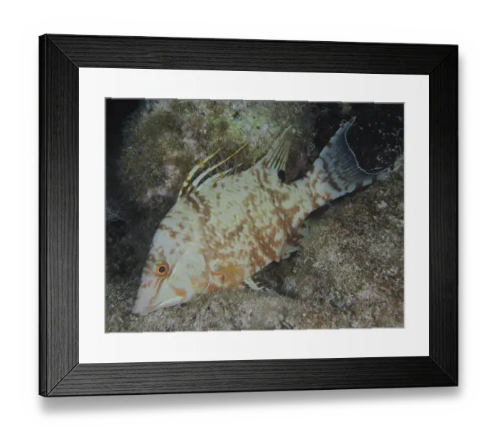 Framed Print : Hogfish (Lachnolaimus maximus)