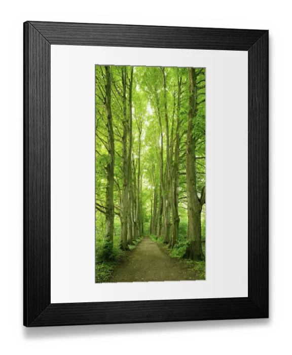 Framed Print : Forest road lined with old high linden trees Framed Print : Forest road lined with old high linden trees