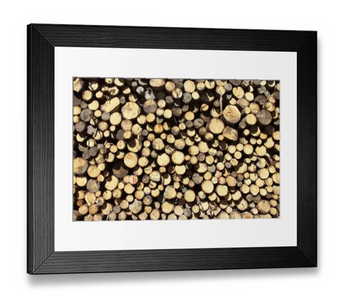 Framed Print : Wood pile, cut trees, tree trunks piled up in the woods waiting to be picked up for further processing Framed Print : Wood pile, cut trees, tree trunks piled up in the woods waiting to be picked up for further processing
