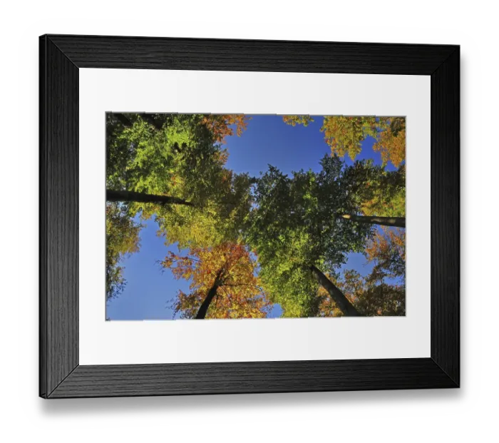 Framed Print : Autumn forest from below, Westliche Waelder nature park Park