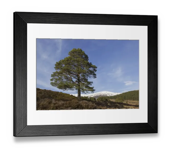 Framed Print : Solitary native Scots pine (Pinus sylvestris) in Glen Affric in winter Framed Print : Solitary native Scots pine (Pinus sylvestris) in Glen Affric in winter