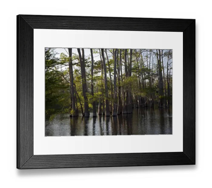 Framed Print : A cypress-tupelo forest in the Atchafalaya River Basin