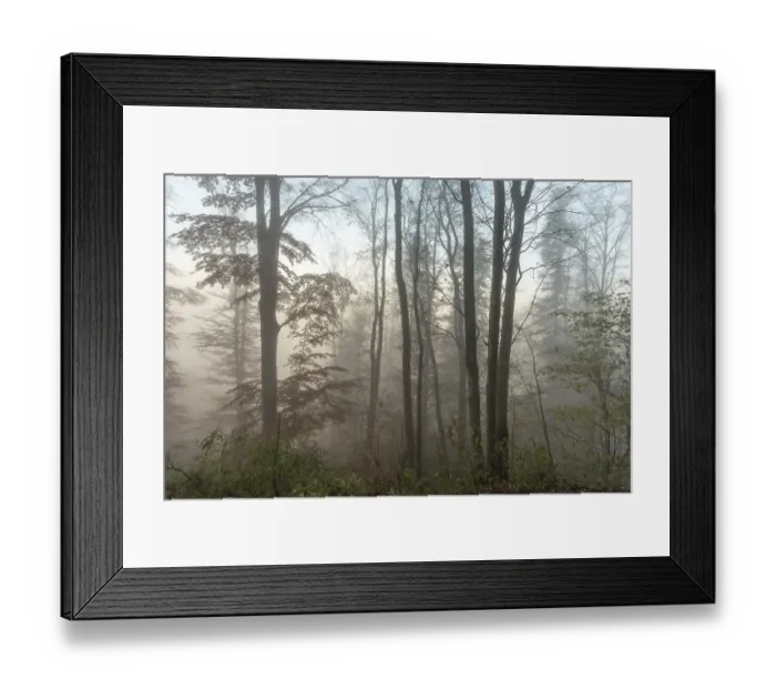 Framed Print : Autumn forest in the mist. Bas-Rhin Framed Print : Autumn forest in the mist. Bas-Rhin