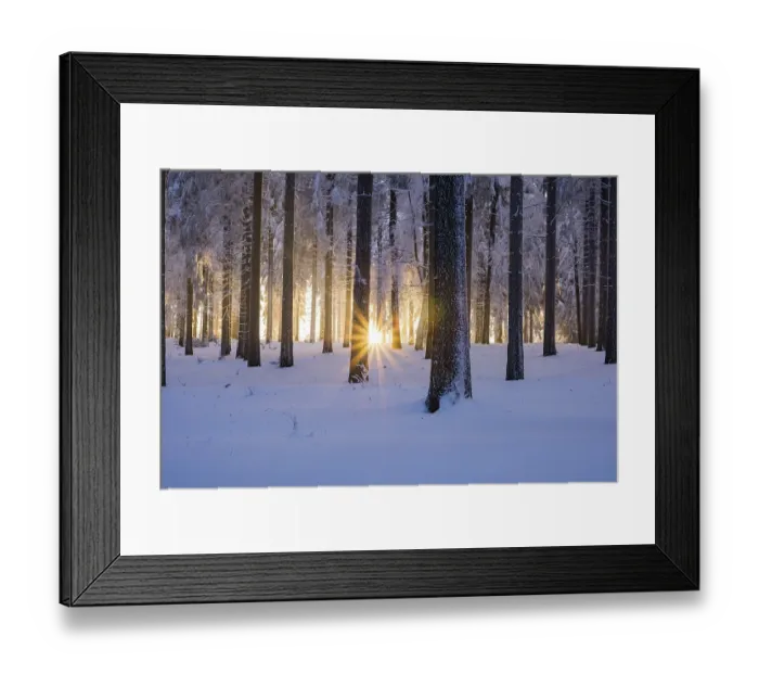 Framed Print : Snowy Norway spruce (Picea abies) forest at sunset Framed Print : Snowy Norway spruce (Picea abies) forest at sunset