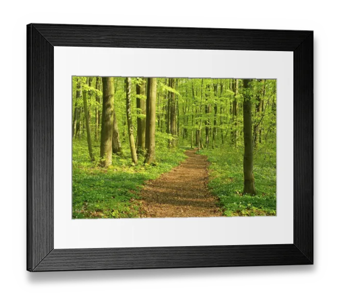 Framed Print : Hiking trail winds through semi-natural beech forest in spring Framed Print : Hiking trail winds through semi-natural beech forest in spring