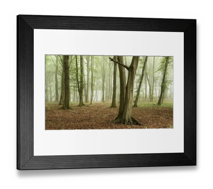 Framed Print : European hornbeams (Carpinus betulus) forest with fog Framed Print : European hornbeams (Carpinus betulus) forest with fog