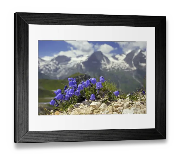 Framed Print : Earleaf bellflower, fairy's-thimble (Campanula cochleariifolia) in flower in the Alps Framed Print : Earleaf bellflower, fairy's-thimble (Campanula cochleariifolia) in flower in the Alps