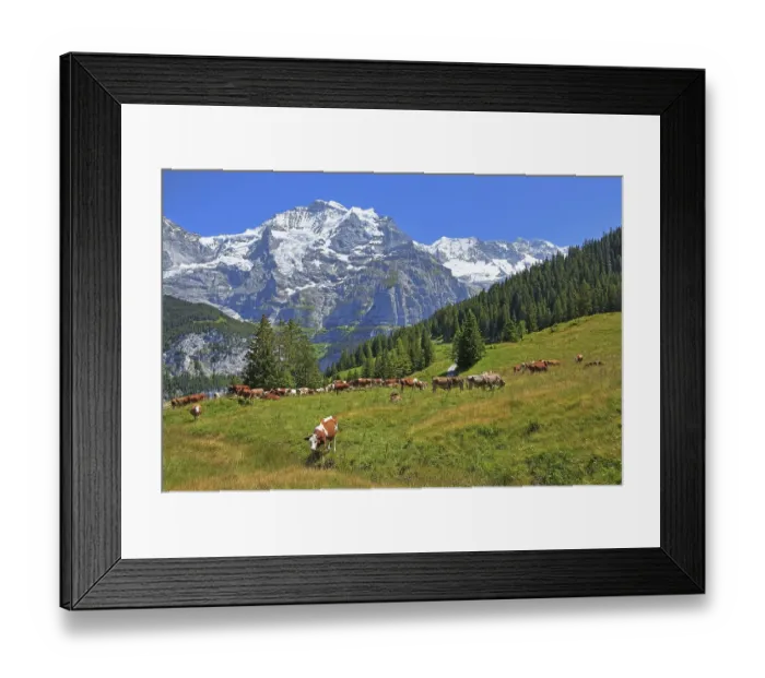 Framed Print : Mountain meadow with cows and the Jungfrau massif
