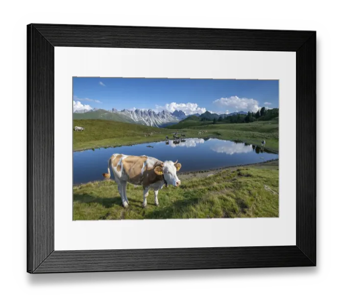 Framed Print : Cows on the alpine pasture, Tyrolean Simmental cattle, at the Salfeins Lake, Salfeins-Alm, Stubai Alps, Tyrol, Austria, Europe Framed Print : Cows on the alpine pasture, Tyrolean Simmental cattle, at the Salfeins Lake, Salfeins-Alm, Stubai Alps, Tyrol, Austria, Europe