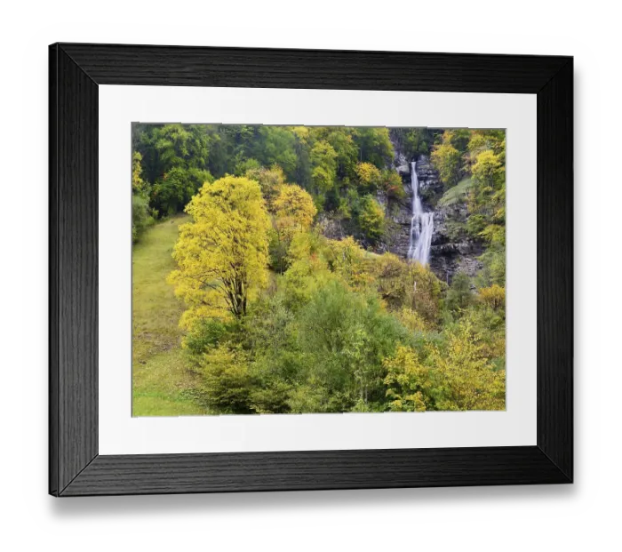 Framed Print : Sycamore maple (Acer pseudo plantanus) in autumn colours