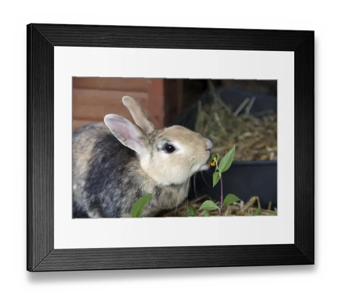 Framed Print : Close-up, domestic rabbit (Oryctolagus cuniculus forma domestica) Framed Print : Close-up, domestic rabbit (Oryctolagus cuniculus forma domestica)