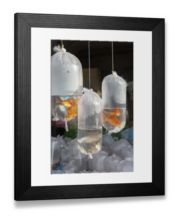 Framed Print : Goldfish on sale in plastic bags Framed Print : Goldfish on sale in plastic bags