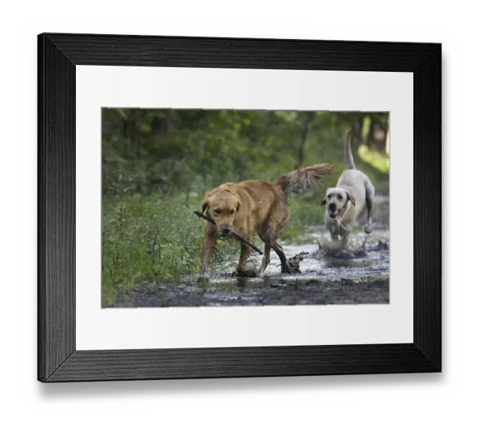 Framed Print : Golden retriever and labrador dogs playing with stick in forest