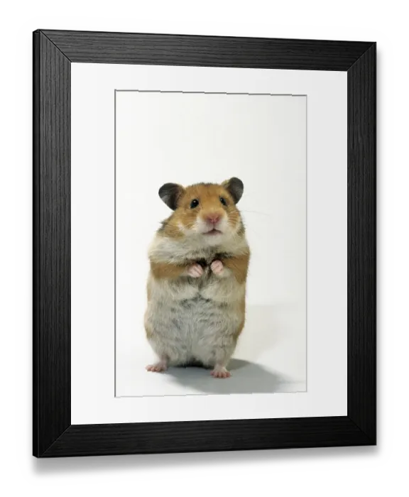 Framed Print : Golden hamster (Mesocricetus auratus) standing upright