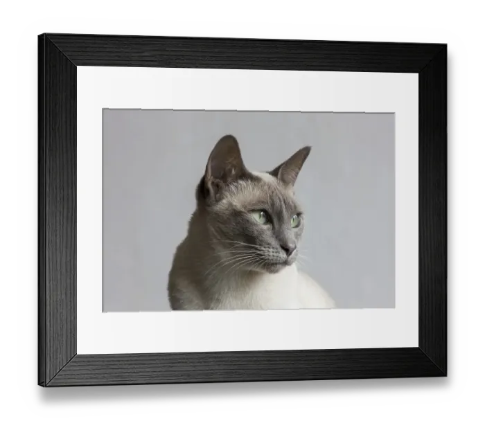 Framed Print : Tonkinese cat, result of a recent crossbreeding between Siamese and Burmese cat breeds