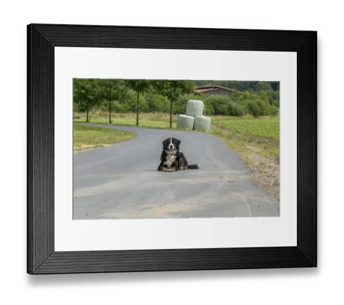 Framed Print : Bernese cattle dog lying alone on a road