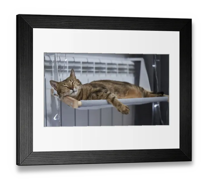 Framed Print : Image of a purebred Bengal cat lying on a hammock attached to a heater