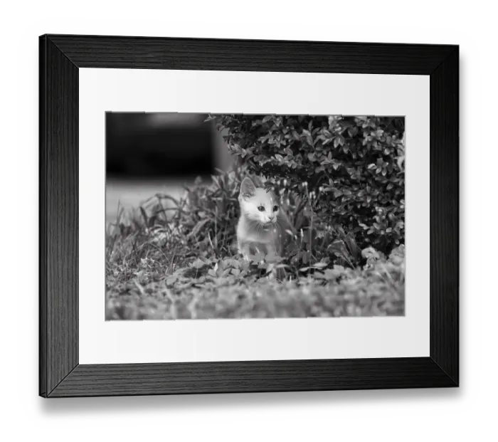 Framed Print : White kitten, felidae (Felis silvestris catus)