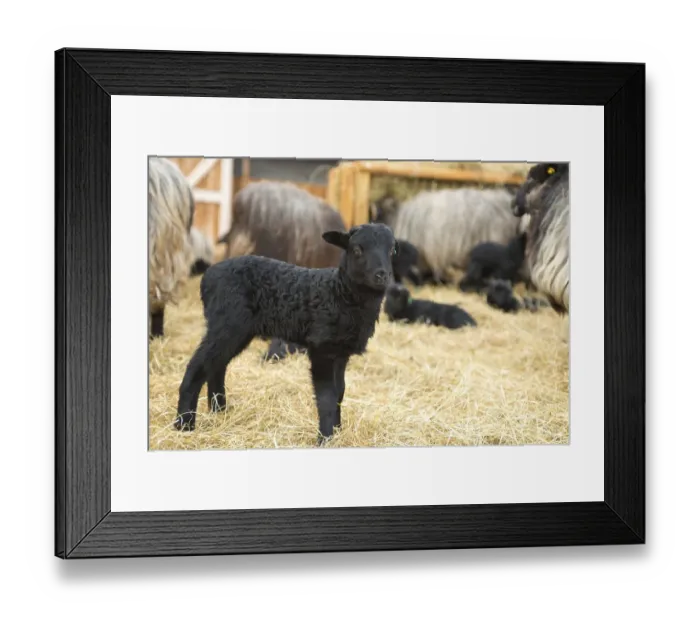 Framed Print : Newborn black lamb standing on straw Framed Print : Newborn black lamb standing on straw