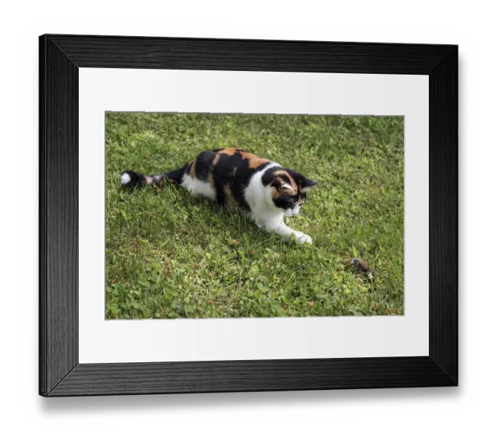 Framed Print : Cat, European shorthair, felidae (Felis catus)