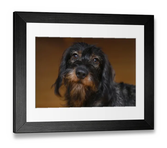 Framed Print : Wire-haired dachshund (Canis lupus familiaris) puppy Framed Print : Wire-haired dachshund (Canis lupus familiaris) puppy