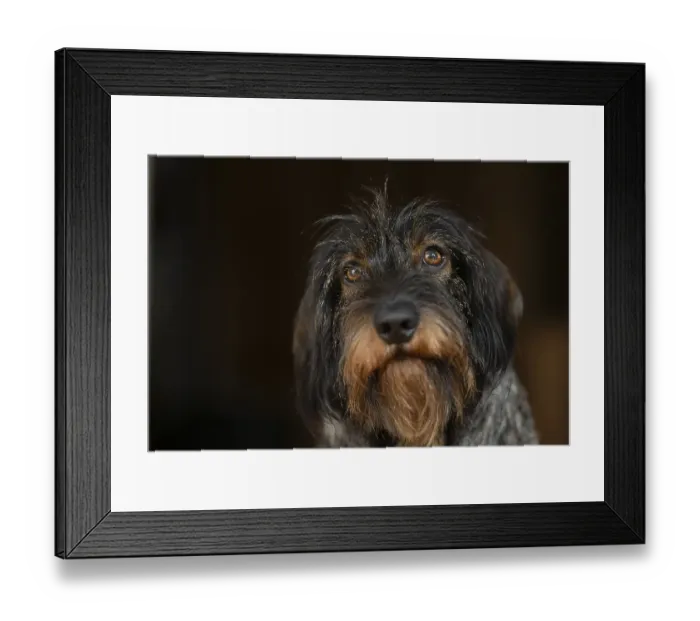 Framed Print : Rough-haired dachshund, male, 3 years