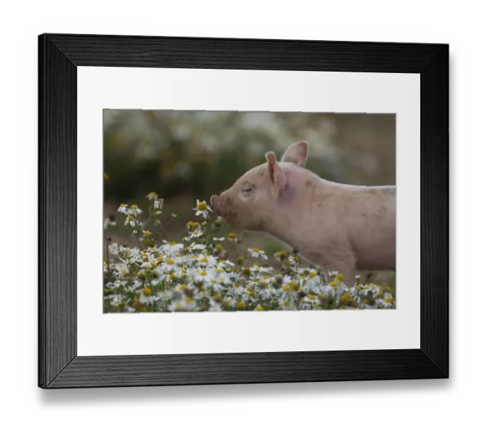 Framed Print : Pig (Sus domesticus) juvenile piglet sniffing Mayflower flowers in a farm field