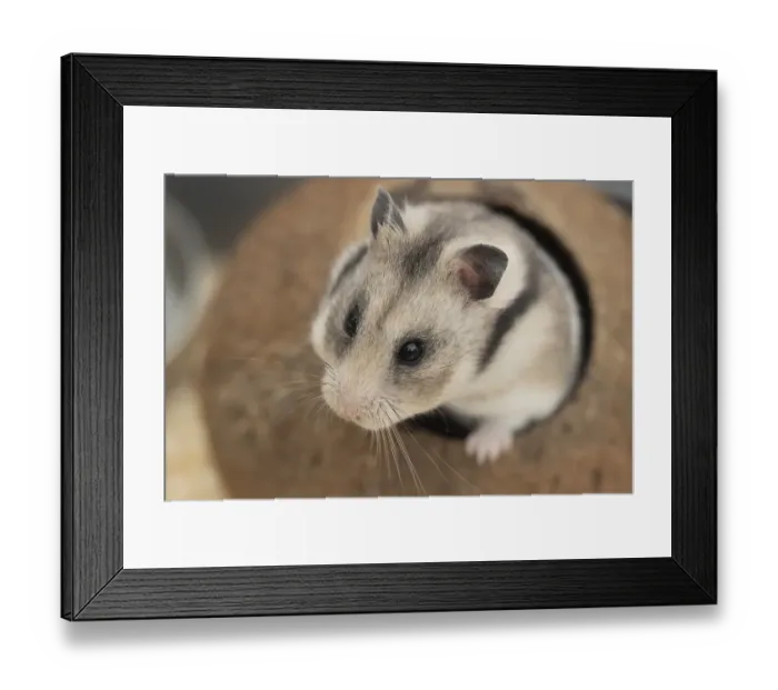 Framed Print : Hamster (Cricetinae spp.) pet animal head portrait Framed Print : Hamster (Cricetinae spp.) pet animal head portrait