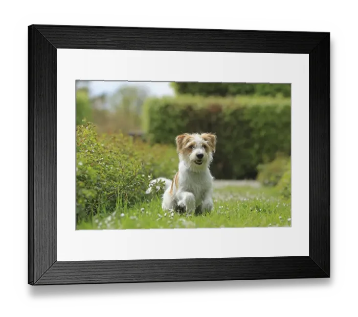 Framed Print : Kromfohrlaender