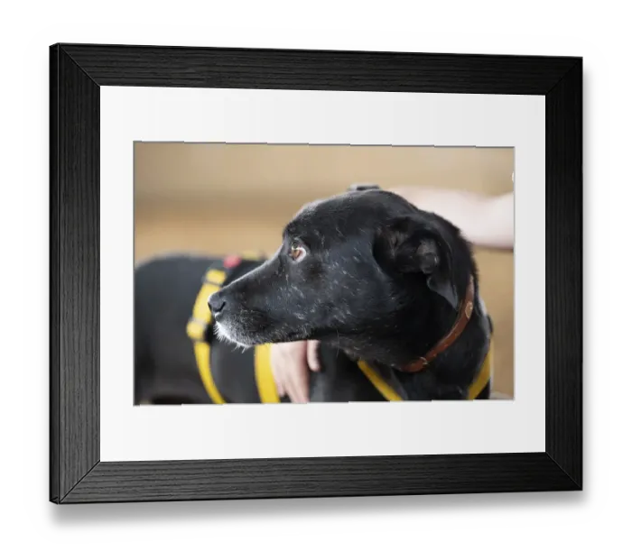 Framed Print : Domestic dog (Canis lupus familiaris)