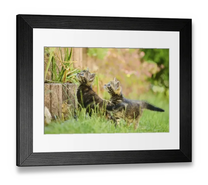 Framed Print : Bengal cat, domestic cat, kitten playing on a stone wall on a meadow