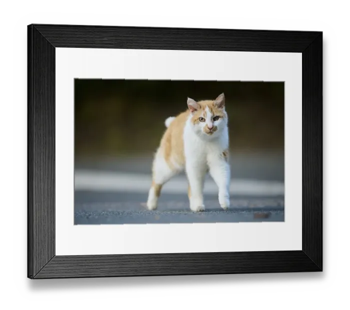 Framed Print : Domestic cat (Felis catus) walking on a street