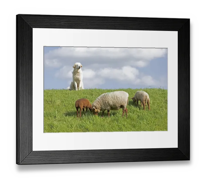 Framed Print : Livestock guarding dog guarding sheep