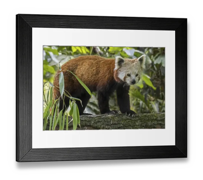 Framed Print : Red panda, lesser panda (Ailurus fulgens) walking over branch in tree