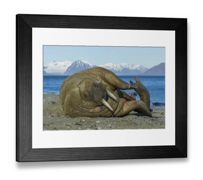 Framed Print : Walrus, Odobenus rosmarus, Svalbard Framed Print : Walrus, Odobenus rosmarus, Svalbard