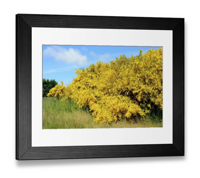 Framed Print : Blooming Common broom (Cytisus scoparius)