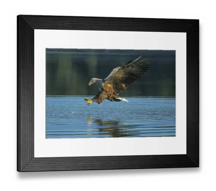 Framed Print : White tailed eagle (Haliaeetus albicilla) hunting