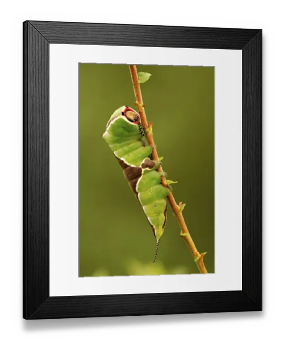 Framed Print : (Cerura vinula) caterpillar