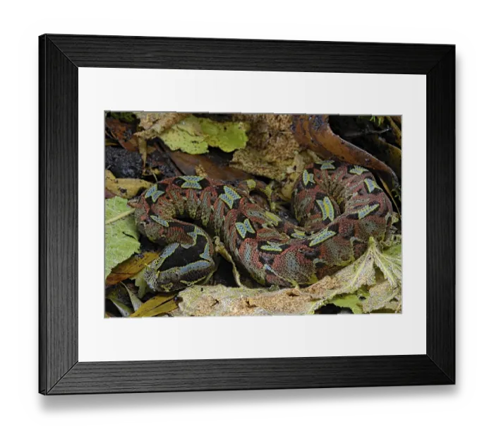 Framed Print : Arrowhead Viper (Bitis nasicornis) Cameroon Framed Print : Arrowhead Viper (Bitis nasicornis) Cameroon